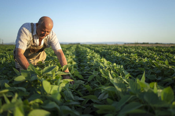 Starszy ciężko pracujący rolnik na polu soi sprawdza uprawy przed zbiorami. Produkcja i uprawa żywności ekologicznej. - Zdjęcie, obraz