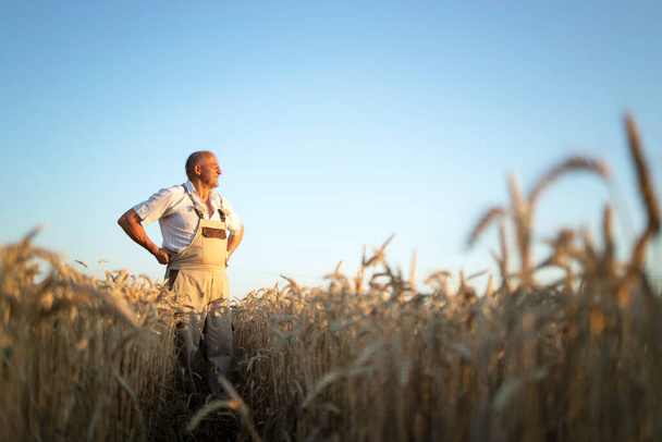 Portrait of senior farmer agronomist in wheat field looking in the distance. Successful organic food production and cultivation. - Photo, image