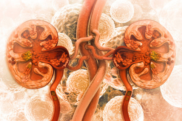 腎臓病断面図3Dイラスト - 写真・画像