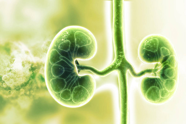 Human kidney on scientific background. 3d illustration - Photo, Image