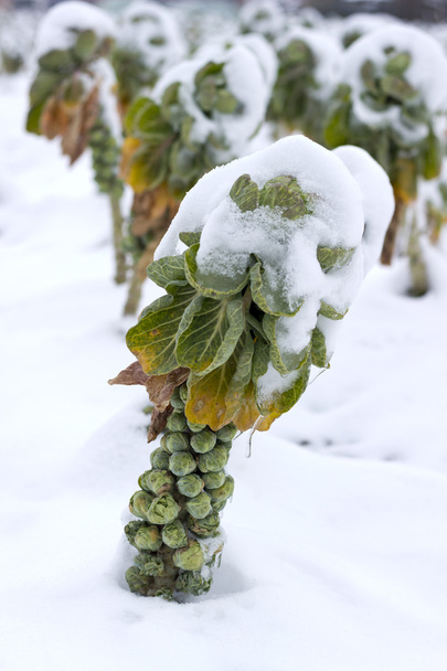 λαχανάκια Βρυξελλών κάτω από το χιόνι - Φωτογραφία, εικόνα