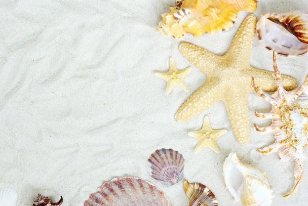 Starfish e conchas
 - Foto, Imagem