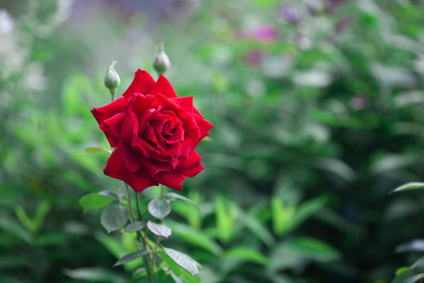 Grande rosa vermelha crescendo no jardim. Linda rosa florescendo no arbusto. Espaço de cópia, fundo desfocado. Cartão de felicitações. Fecha a porta. Foco seletivo. - Foto, Imagem