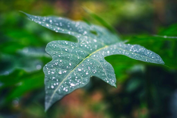 Prachtig groen blad met druppels water. waterdruppels op groen blad voor behang. - Foto, afbeelding