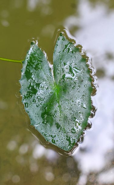 Φύλλο στο νερό. Πράσινο φύλλο πάνω από το νερό για ταπετσαρία. Φύλλα στο φόντο του νερού. - Φωτογραφία, εικόνα