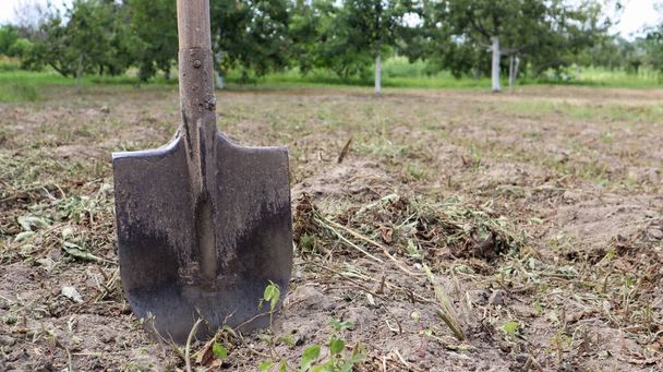 Une vieille pelle de fermier tranchante sort du sol dans des champs agricoles cultivés. Village de jardin. dur travail manuel. - Photo, image