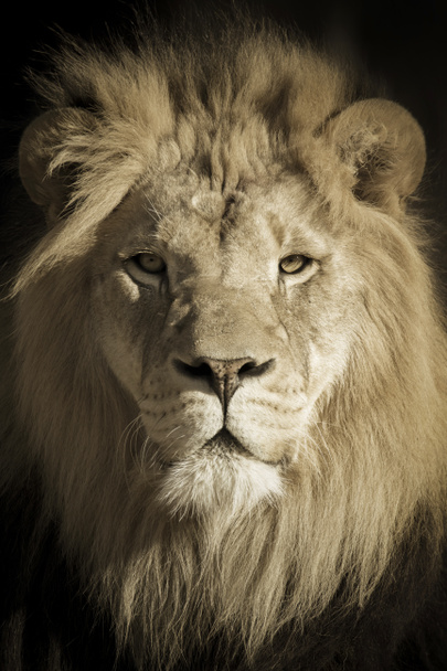 Tento krásně tónovaný portrét muže afrického lva jako krále šelem byl zastřelen v místní zoologické zahradě pozdě v podzimním dni. - Fotografie, Obrázek