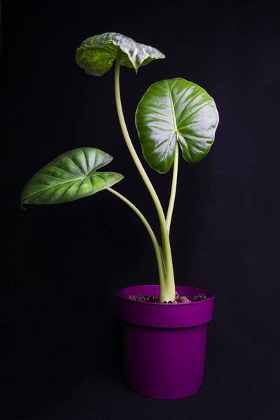 Alocasia macroorrhizos on arum-heimon kukkivan kasvin laji Araceae mustalla taustalla - Valokuva, kuva