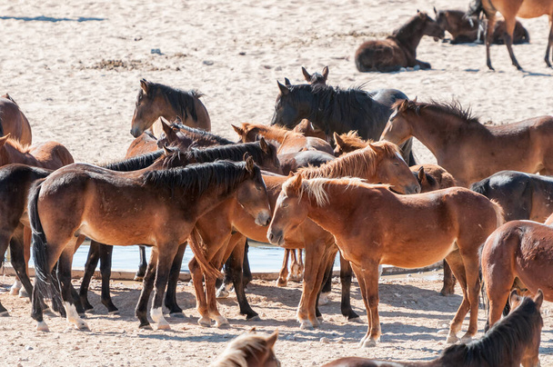 Cavalli selvatici del Namib a Garub vicino ad Aus - Foto, immagini
