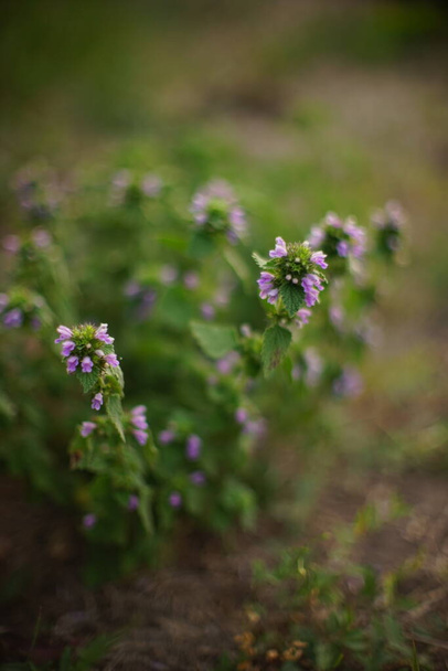 Lamium purpureum. Dwuletnia roślina zielna. Dzikie purpurowe kwiaty rosną na słonecznym polu - Zdjęcie, obraz