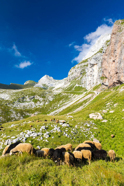 manada de ovejas cerca de Mangart, Parque nacional de Triglav, Eslovenia - Foto, imagen