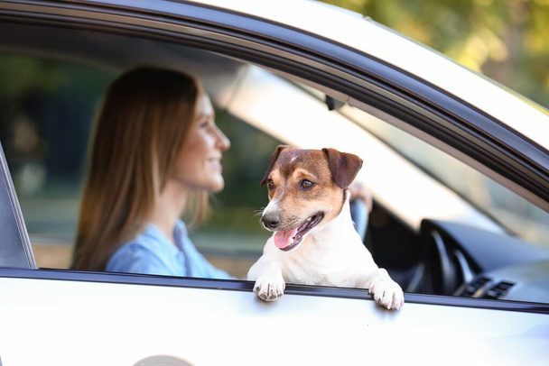 Vrouw met schattige hond reist met de auto - Foto, afbeelding