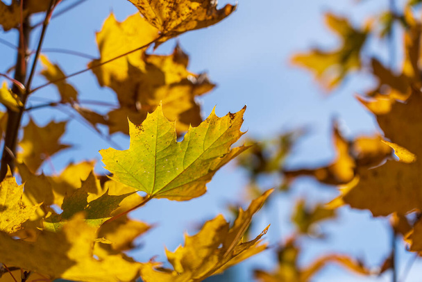 Autumn leaves of tree close-up. Fall natural background of yellow orange green foliage. Scenic nature backdrop of autumn leaves. Multicolor autumn maple tree. Colorful variegated foliage in sunlight - Foto, Imagen