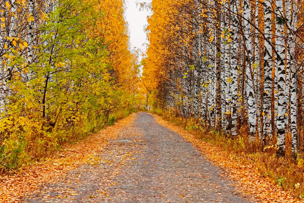 a path in the yellow autumn forest - 写真・画像
