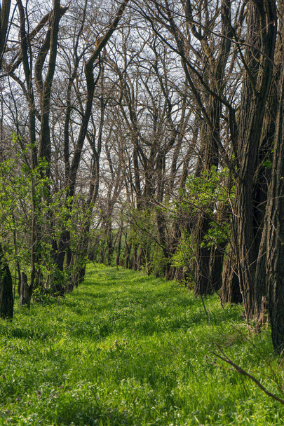 Ανοιξιάτικο δάσος στην όχθη του ποταμού: πράσινο γρασίδι και γυμνά δέντρα - Φωτογραφία, εικόνα
