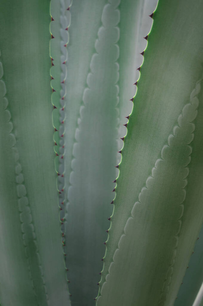 Agave sappige plant versheid textuur op bladeren oppervlak met doorn van Agave americana - Foto, afbeelding