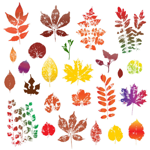 Colorful autumn watercolor leaves imprints isolated on white background vector - Vector, Image