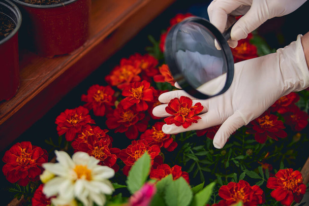 Βιολόγος που κοιτάζει το λουλούδι μέσα από το φακό - Φωτογραφία, εικόνα