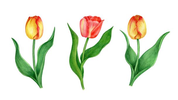 Collection of flowers: red and yellow tulips watercolor illustration - Fotoğraf, Görsel