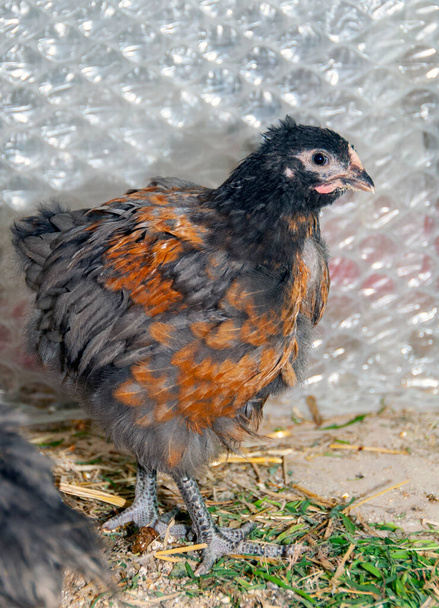 Beautiful thoroughbred young chicken - Photo, Image