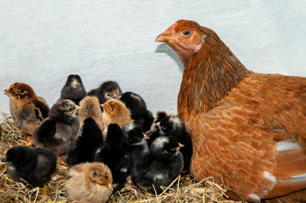 Madre gallina sentada en la hierba rodeada de sus polluelos - Foto, imagen