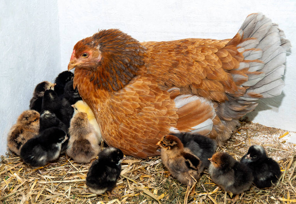 Mother hen sitting in the grass surrounded by her chicks - Photo, Image