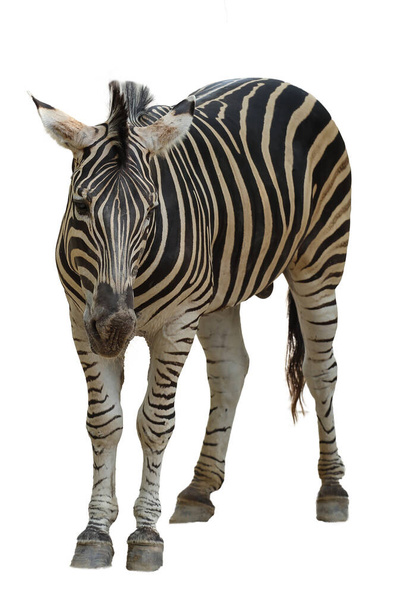 A zebra burchell no fundo branco tem caminho
 - Foto, Imagem