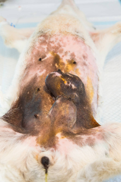 крупным планом фото опухоли молочной железы у собаки - Фото, изображение