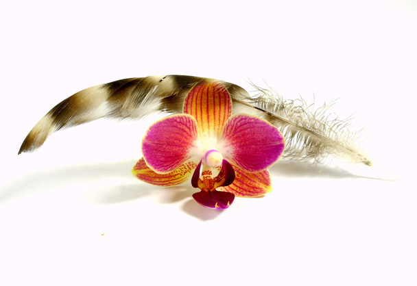 Orchid met veer - Foto, afbeelding