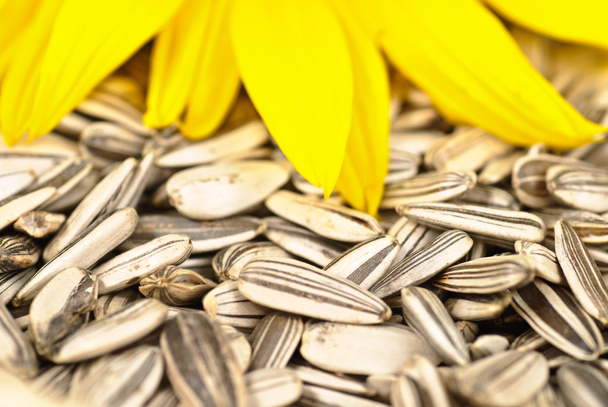 Sunflower seeds - Valokuva, kuva