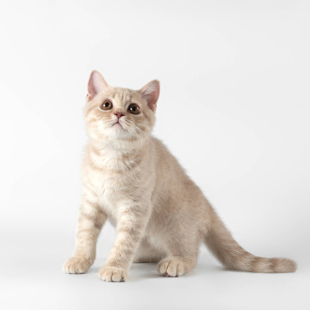 British shorthair cats on the studio background - Valokuva, kuva