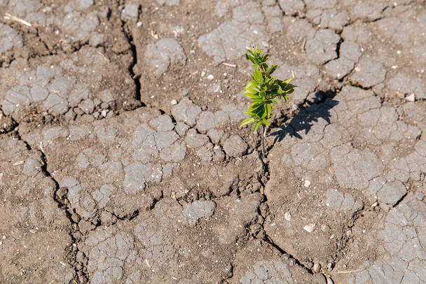 乾燥した砕けた土から緑色の芽が芽を出します。雨の不足、地球規模の自然災害。地球温暖化の概念. - 写真・画像