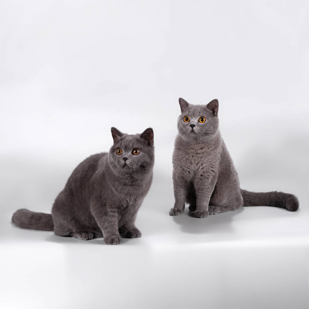 British shorthair cats on the studio background - Photo, Image