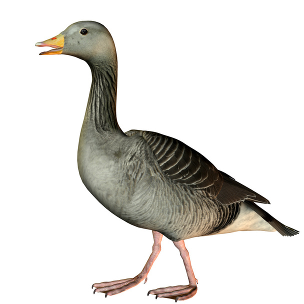 Waddling goose - Fotografie, Obrázek