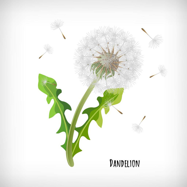 Dandelion plant with green leaves and flying seeds in the wind isolated on vignette background. Lettering Dandelion. Hand drawn herb icon. Element for print, cards, web designs. Vector illustration. - Vektor, obrázek