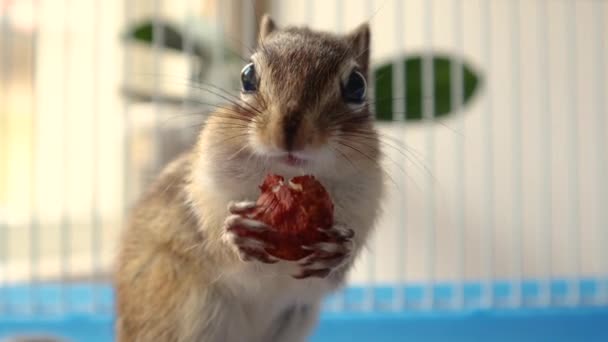 Schattige Siberische eekhoorn houdt in handen en eet hazelnoot in een kooi thuis - Video