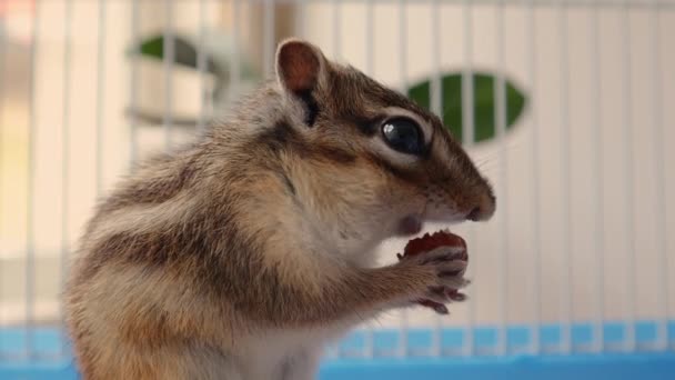 Χαριτωμένη σιβηρική σκίουρος που κρατά στα χέρια και τρώει φουντούκια σε ένα κλουβί στο σπίτι - Πλάνα, βίντεο