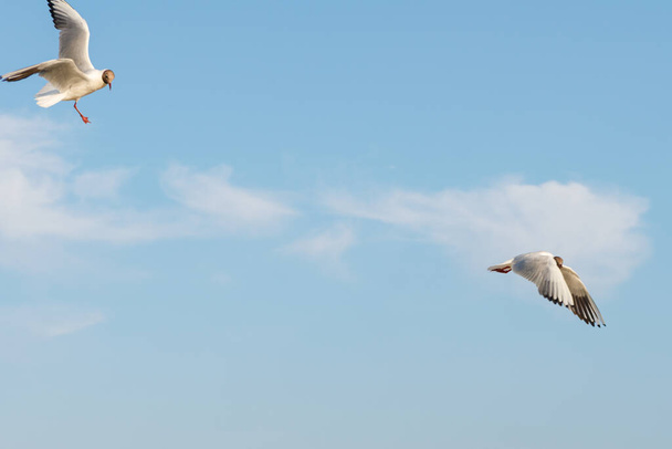 Białe mewy latają na tle błękitnego nieba i chmur w słoneczny dzień. ptaki na piasku nad morzem - Zdjęcie, obraz