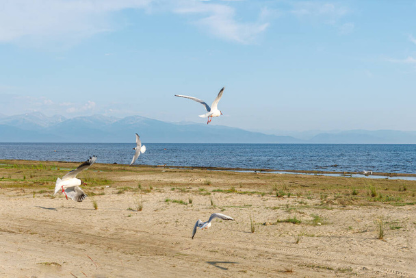 Białe mewy na piaszczystej plaży w słoneczny dzień. ptaki na piasku nad morzem - Zdjęcie, obraz