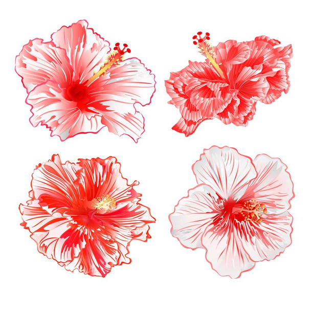 Plantes tropicales hibiscus fleurs rouges et blanches sur un fond blanc ensemble aquarelle vintage vecteur illustration modifiable dessin à la main naturel - Vecteur, image