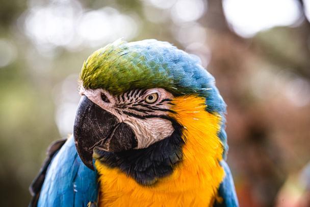 old Macaw-canind, with yellow and blue bellies, who suffered abuse in captivity. Wounded bird, animal trafficking - Photo, Image
