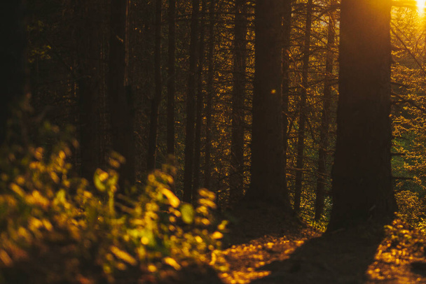 Vihreä ruoho maaginen valo ja luonnon kauneus auringonlaskun aikaan - Valokuva, kuva