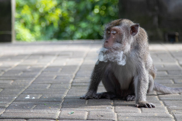 Wild monkeys in the forest in Bali. A monkey in a wild forest blows smoke from its mouth. Animals, primates, wildlife, travel, fauna, tropics, freedom, wild, forest, Indonesia, funny, smoke - Photo, Image