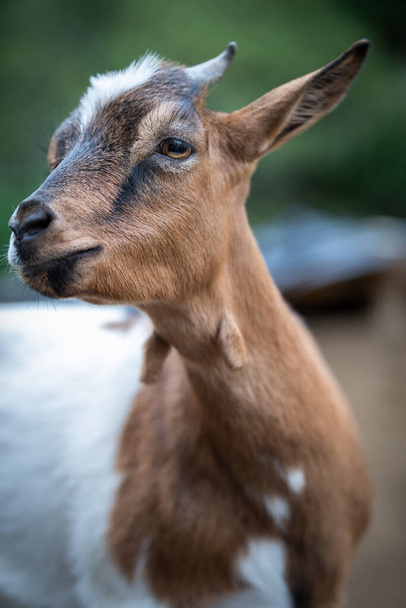 charming portrait of a dwarf goat  - Фото, изображение
