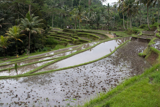 Campos de arroz en los trópicos en Indonesia. Verduras jugosas, agua, plantas, arroz, huerta, cultivo, cultura, palmeras, montañas, paisaje, fondo de pantalla de fotos - Foto, imagen