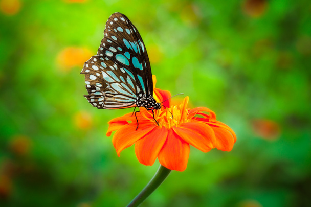 Синій метелик льоту
 - Фото, зображення