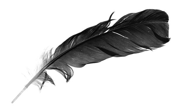 Natural bird feathers isolated on a white background. pigeon and goose feathers close-up - Photo, Image