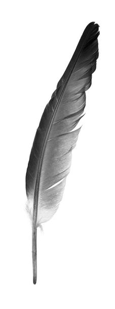 Natural bird feathers isolated on a white background. pigeon and goose feathers close-up - Photo, Image