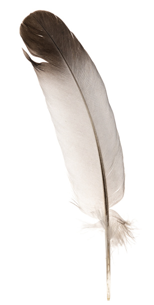 Natural bird feathers isolated on a white background. pigeon and goose feathers close-up - Φωτογραφία, εικόνα