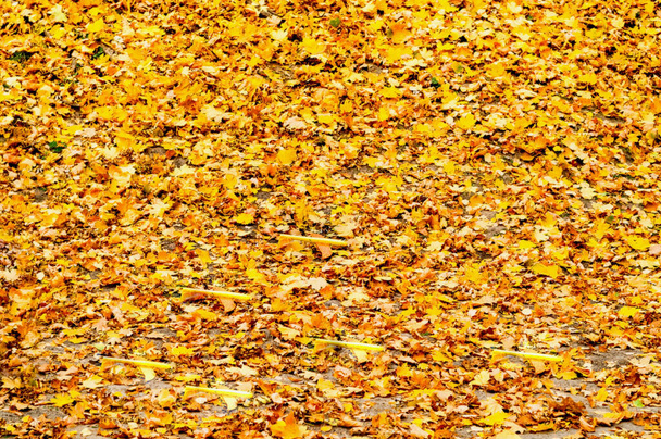 Декоративные плоскости на желтой листве в городском парке. Осеннее настроение. Творческое пространство - Фото, изображение